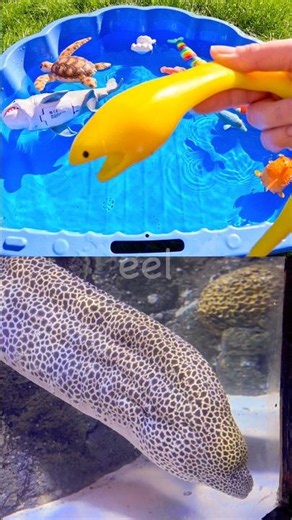 Learn with Toys | Sea Animal Names for Kids: Shrimp Eel Sea Lion Cuttlefish Whale