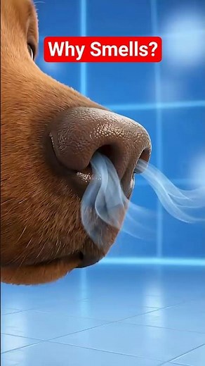 Why Dogs Never Stop Smelling #DogSmell #Dog #dogfacts