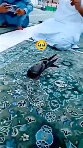 peace in Sajda🥰#ytshorts #youtubeshorts #youtube