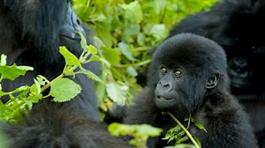 'Extinction: The Facts' and 'Climate Change: The Facts'