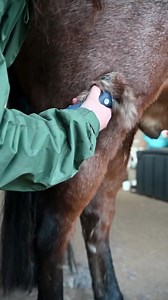 Have you tried the Lister Eclipse yet?🌙 Listers first fully cordless machine, the Eclipse weighs only 845g, making it the smallest and lightest cordless clipper on the market. It has been designed to offer better control, easier handling and longer clipping time (130minutes) Find out more about the Lister Eclipse here - [https://buff.ly/3IfcUEY](https://buff.ly/3IfcUEY?fbclid=IwAR3OLSldZ6AoFzRz6EEPHUVfclwwFh1Z9wo5lhHGZ_HdtMrFhwI7nB0Rm8M) | Clippersharp