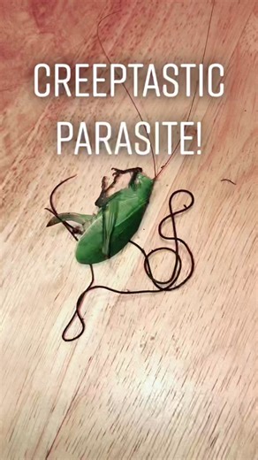Parasitic Horsehair Worm Discovery in True Katydid
