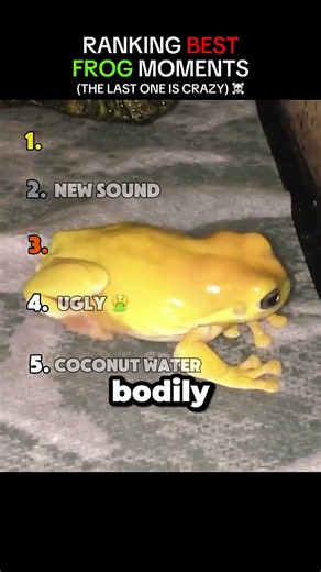 These Frog Are So Cute ☺️