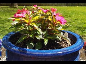 How to Plant and Care for a Tropical Compact Rose