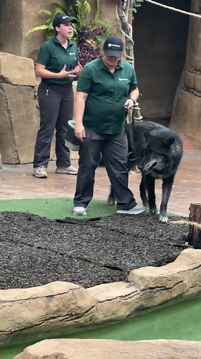 beautiful wolf demonstration at the san diego zoo today. i love when i get lucky enough to see them #zoo #sandiego