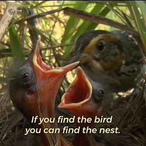 109K views · 261 reactions | This year, spring is coming to you LIVE, on Nature. | Nature | PBS | Facebook