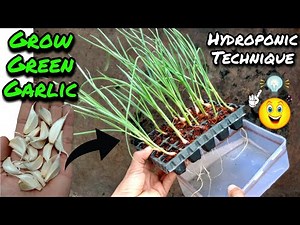 Grow GREEN GARLIC by using Hydroponic Technique | How to Grow GARLIC in Water/without using Soil