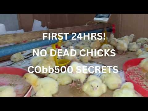 How To Raise Cobb500 Broiler Chicks Day 1 Guide For Zero Mortality