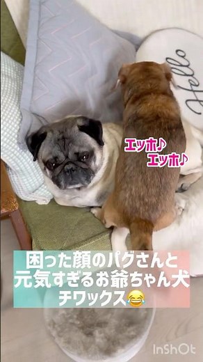 困った顔のパグと何が楽しいのか？パグのお肉を引っ張ったり、背中ホリホリしたりするチワックス♪仲良しコンビのパグとチワックス #パグ #チワックス #