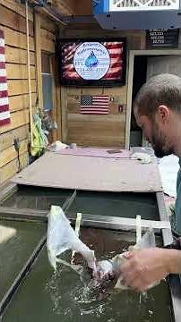 Tutorial on how to hydro dip a deer skull - using American Flag pattern #learn #howto #taxidermy