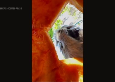 Unique view, sounds of cotton-top tamarin monkey eating a pumpkin at Oakland Zoo