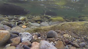 Underwater natural selection: Male spring chinook compete during spawning season -- video from last week in the Salmon River by Bruce Zoellick, BLM Full story: Some fish biologists will do whatever it takes to count spawning spring chinook salmon. For Bruce Zoellick of the BLM, this week that meant lying belly down on the bank of the Salmon River and jerry-building a camera pole out of a selfie stick and some duct tape. But the results were worth it. Lower Columbia River Chinook – listed threate