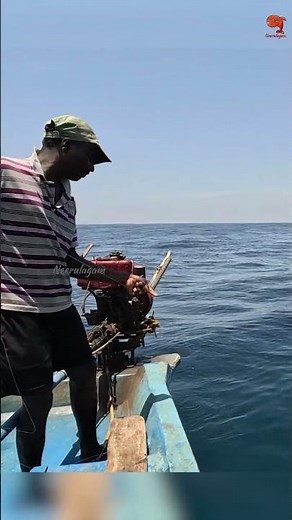 Sea Fish Catching Videos