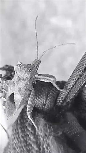 What Does a BIG Beetle Look Like?