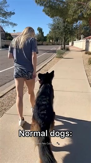 Normal dogs vs Huskies🤣🐕#shorts #dog #doglover #dogs.mp4 | Qaisar