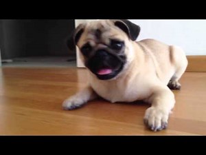Cute and Crazy Pug barking and playing with a bottle