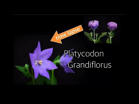 ［キキョウ桔梗］開花の瞬間を眺めて癒されて下さい(インターバル撮影で植物の神秘を覗き見)