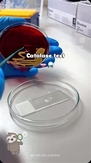 Prof. Dr. Alexandre Funck on Instagram: "🔬🧫🧪🦠 Catalase test is a biochemical test used to detect the presence of the catalase enzyme in bacteria. This enzyme breaks down hydrogen peroxide (H202) into water (H20) and oxygen (02), producing bubbles. Differentiates Staphylococcus spp. (catalase-positive) from Streptococcus spp. (catalase-negative). #microbiology #microbiologia #microbiología #microbiologie #mikrobiyoloji #mikrobiologie #bacteria #virus #fungo #hongo #fungus #fungi #laboratorio 