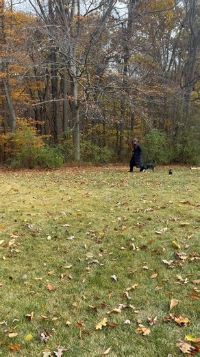 21 reactions · 3 comments | Working on walking and using watch me | Paws-N-Stay | Facebook