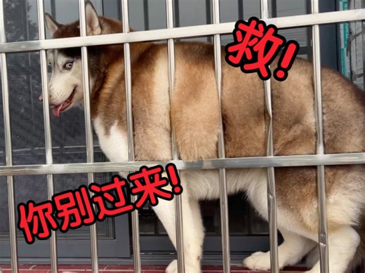 二哈误以为主人嘎了边牧，还逼它吃狗肉，吓得跳窗！