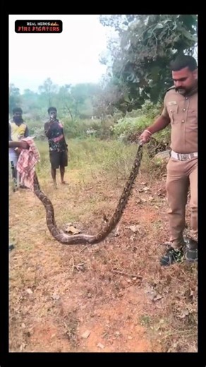 மயிலை வேட்டையாடி விழுங்கிக் கொண்டிருந்த மலைப்பாம்பு