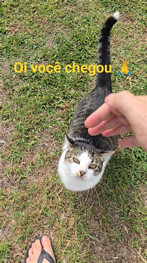 Gatos reagindo😍chegamos em casa e somo recebidos pelos gatos🙏Se inscreva para ajudar na ração 🙏