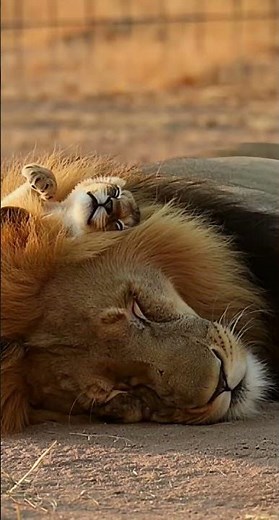 Sleeping Lion and Cub #wildlife #lion