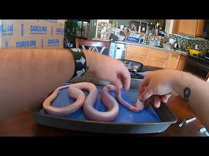 How To: Skin a Snake and Lizard (PART I)