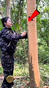 4.4K views · 23 reactions | Reasons for peeling tree bark #shortvideo | Ibn Mofazzal | Facebook