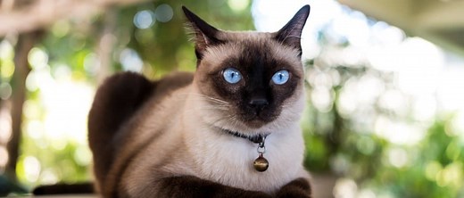 Siamese