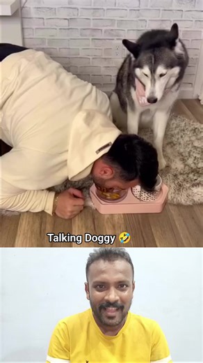 Very Funny Talking Doggy 🤣🐶 When dog starts talking like human 😂 Smartest and funniest dog ever 😅🐾 This dog has better communication skills than me 😂 Talking dog gone wild lol 🤣 Doggy with attitude 😂🐶 Funniest pet moment ever 😂🔥 When your dog starts giving opinions 🤣 Real comedy by this cute dog 😂🐾 Talking dog broke the internet 😂 #TalkingDog #FunnyAnimals #DogComedy #CutePets #AnimalHumor #ViralShorts #FunnyReel #PetLovers #LOL #ReelMasti | Animal & Pet Lovers