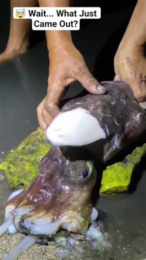 😱 Giant Cuttlefish Cut Open! What Was Inside? 🦑 #shorts