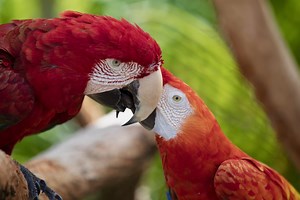 14 Radiant Red Animals That Are Hard to Miss