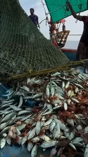 Bottom trawling fishing #facts