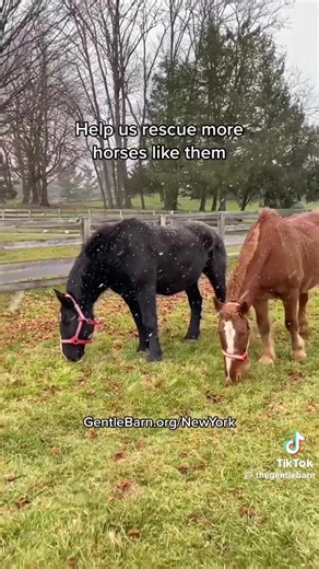 1.5M views · 191K reactions | Before you take that "romantic" carriage ride... : The Gentle Barn | The Hopeful Herbivore | Facebook