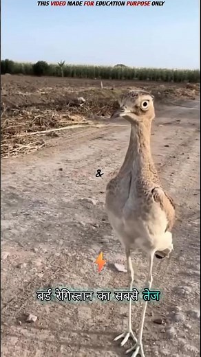 World’s Fastest Running Bird | Roadrunner #science #sciencefacts