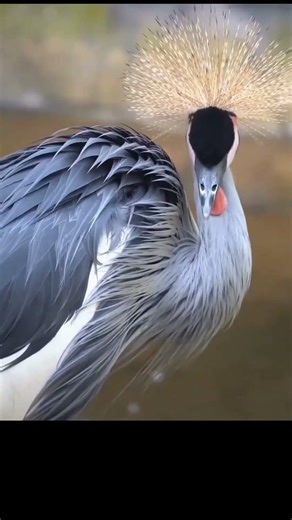 japanese red crowned crane kushiro wetlands #facts ‪@timelesstalesanim‬ #butifyoucloseyoureyes