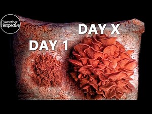 Fascinating Mushroom Growth Time Lapse