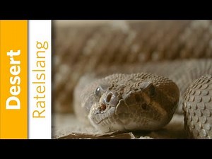 Rode diamantratelslang | Burgers' Zoo Natuurlijk