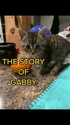 The story of Gabby. When we rescued her 10/29/2020 through to now. #rescue #kitten #catsoftiktok #storytime
