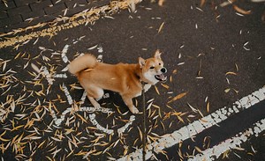 Conozca quién asume la responsabilidad penal si tu perro muerde a una persona