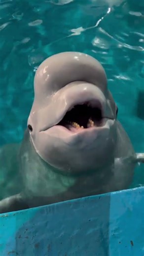 So Cute! Adorable Dolphin Happily Eating Its Favorite Snacks