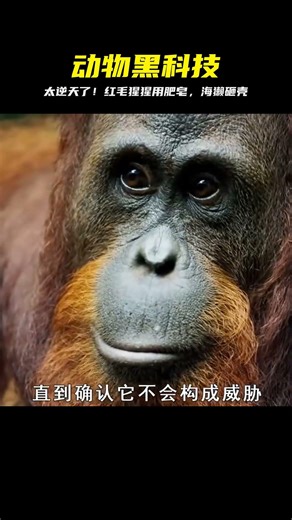 動物的智慧：紅毛猩猩用肥皂洗澡；海獺在水中使用石頭砸開貝殼 #红毛猩猩 #海獭 #动物智慧 #宝藏动物 #现实生活