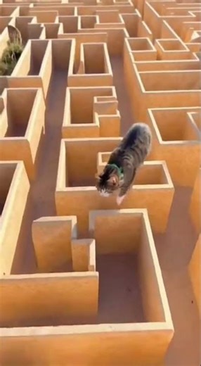 This Cat Is Lost in a Maze… Can It Escape? 🌀