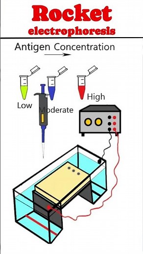Rocket immunoelectrophoresis (RIE): Laurell Techniques #animation #immunology