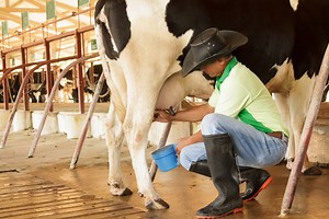 How to Take Proper Care of Cow Udders