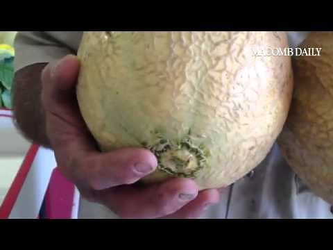 How do you tell the difference between a good and bad cantaloupe?