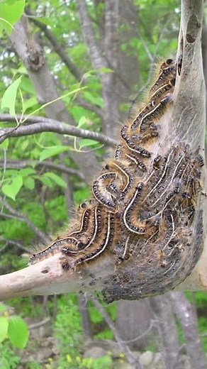 Get Rid of Tent Caterpillars Fast W/ Our Professional Guides & Products!