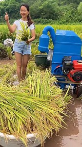 Thresh rice fast, clean, and easy! 🌾⚙️ Save time, boost harvest — perfect for every farm! #RiceThresher | Mini Rice Mill Machine
