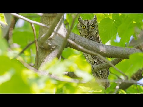 Výrik lesný ​| Otus scops | Eurasian Scops Owl